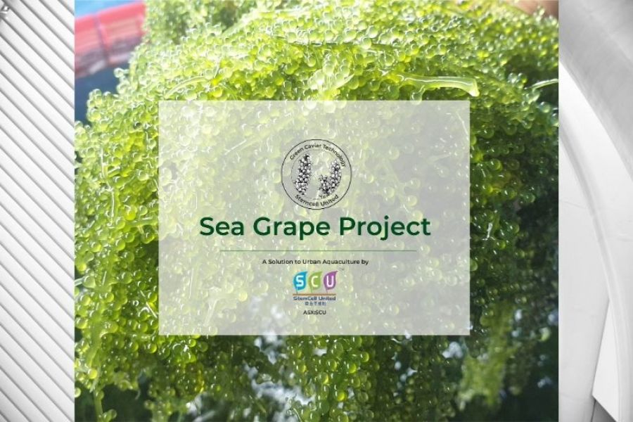 Regional seaweed delicacy &#039;latok’ to be commercialised