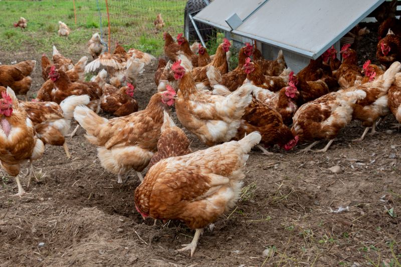 The Food Purveyor Wins Praise for New Goal to Sell 100% Cage-Free Eggs by 2035