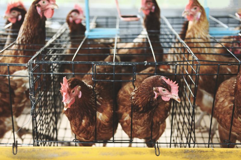 New Report Urges Action as Companies Fall Behind on 2025 Animal Welfare Pledge