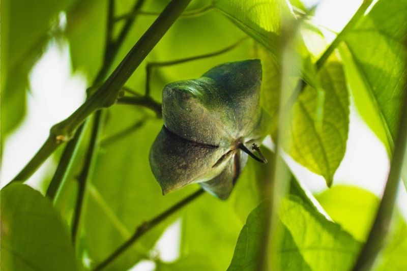 Discover The Super Powers of Sacha Inchi as a Superfood that Could Help Malaysia’s Economy
