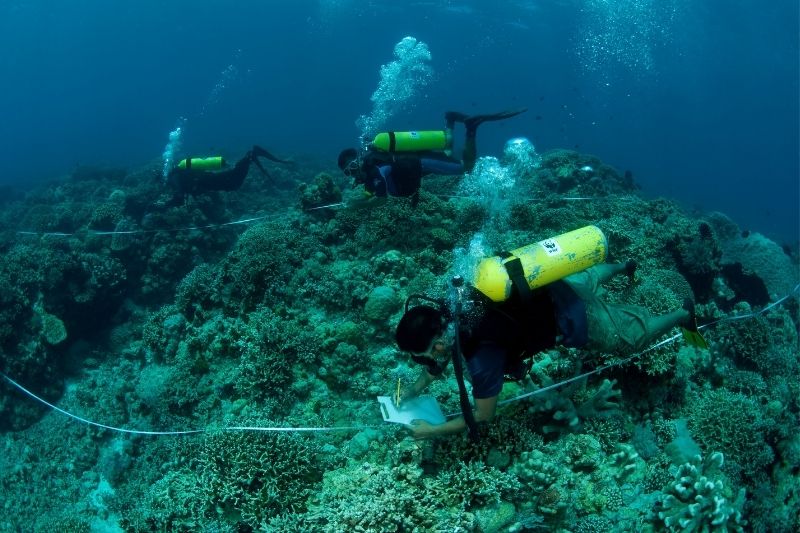 ​​ ​​Epson partners with WWF to scale up marine restoration impact and achieve a low carbon future