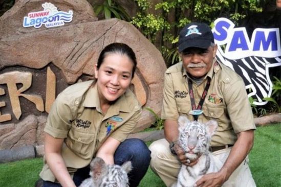 Adorable white tiger cubs to draw visitors to Sunway Lagoon