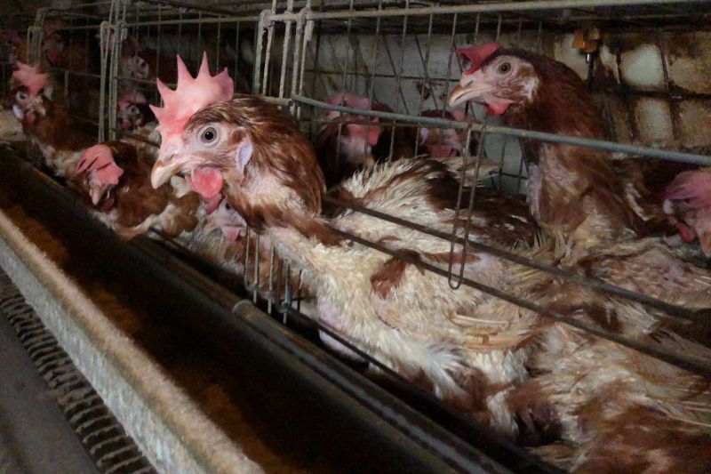 New investigation reveals shocking reality of egg production in Malaysia