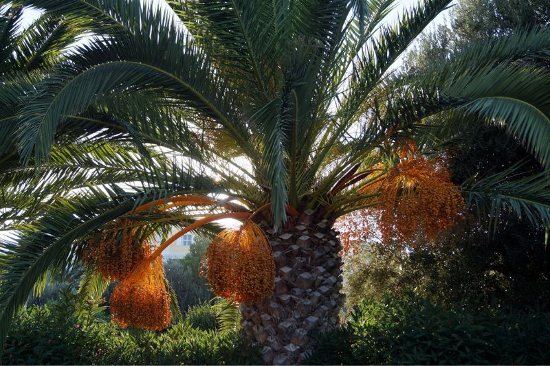 Palm Oil: The Unsung Hero of Healthy, Affordable Cooking