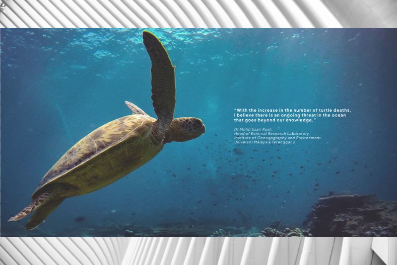 Calling All Malaysians: #BringOurTurtlesBack Campaign Aims to Raise RM150,000 for Critical Turtle Conservation